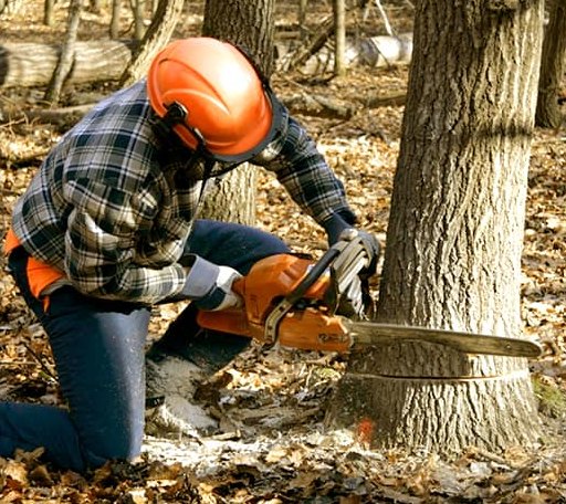 Tree Removal in Amazonia, MO